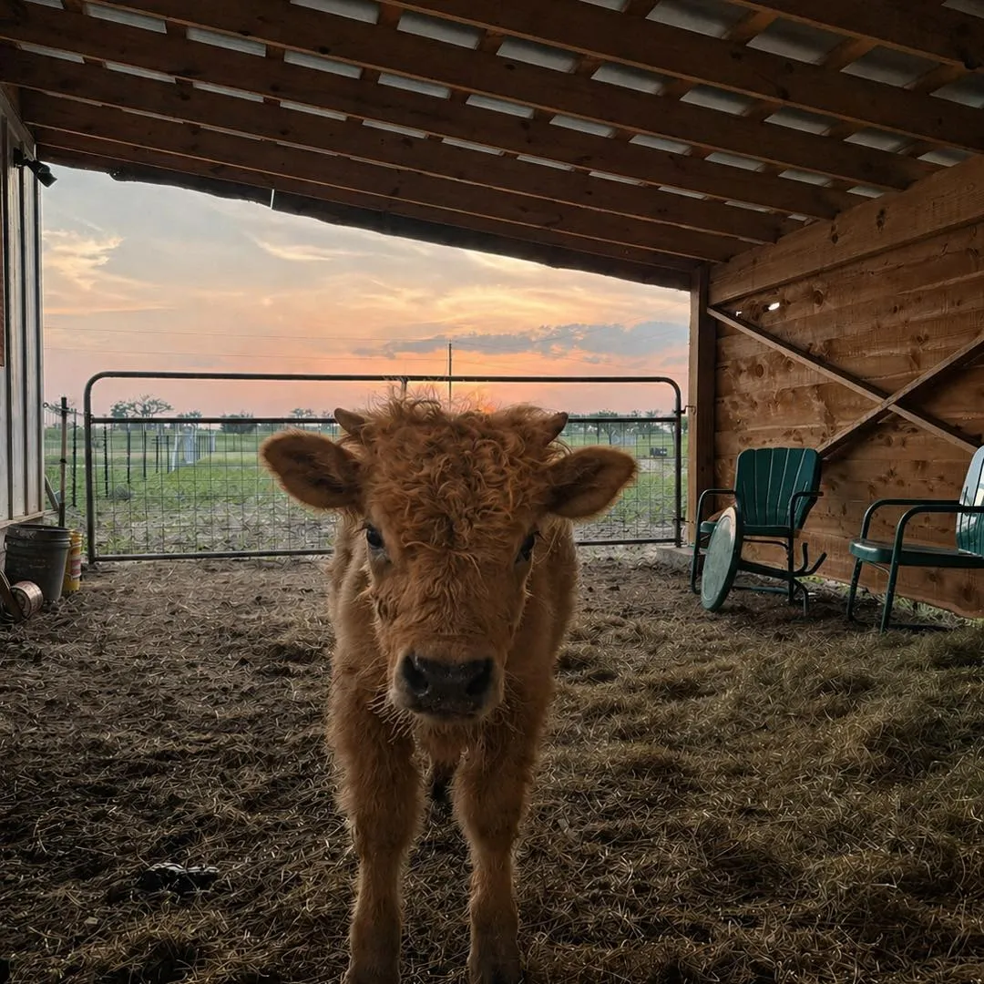 Social by Marly sample post: a fluffy young calf in a barn doorway at sunset