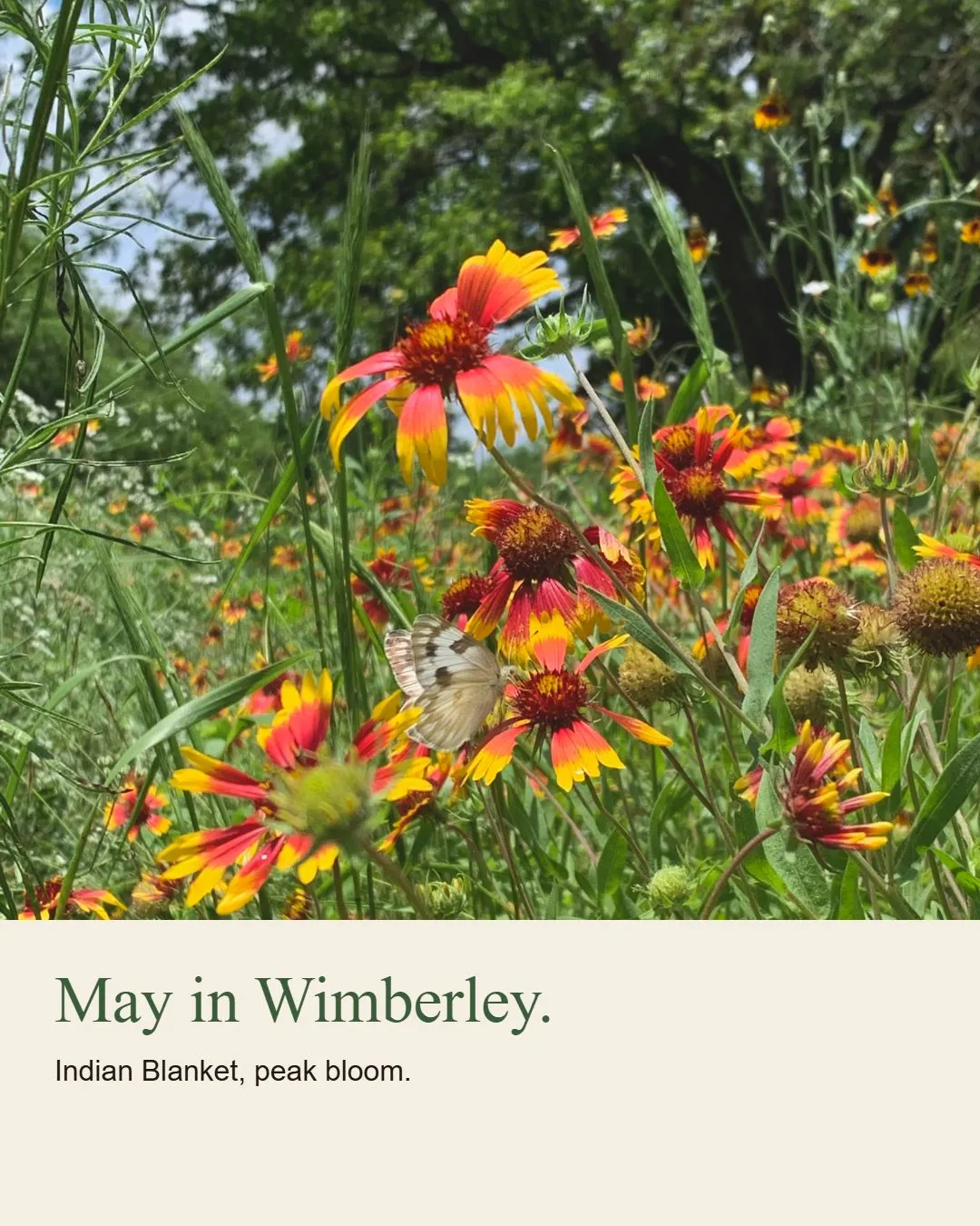 Social by Marly sample post: Indian blanket wildflowers and a butterfly in Wimberley