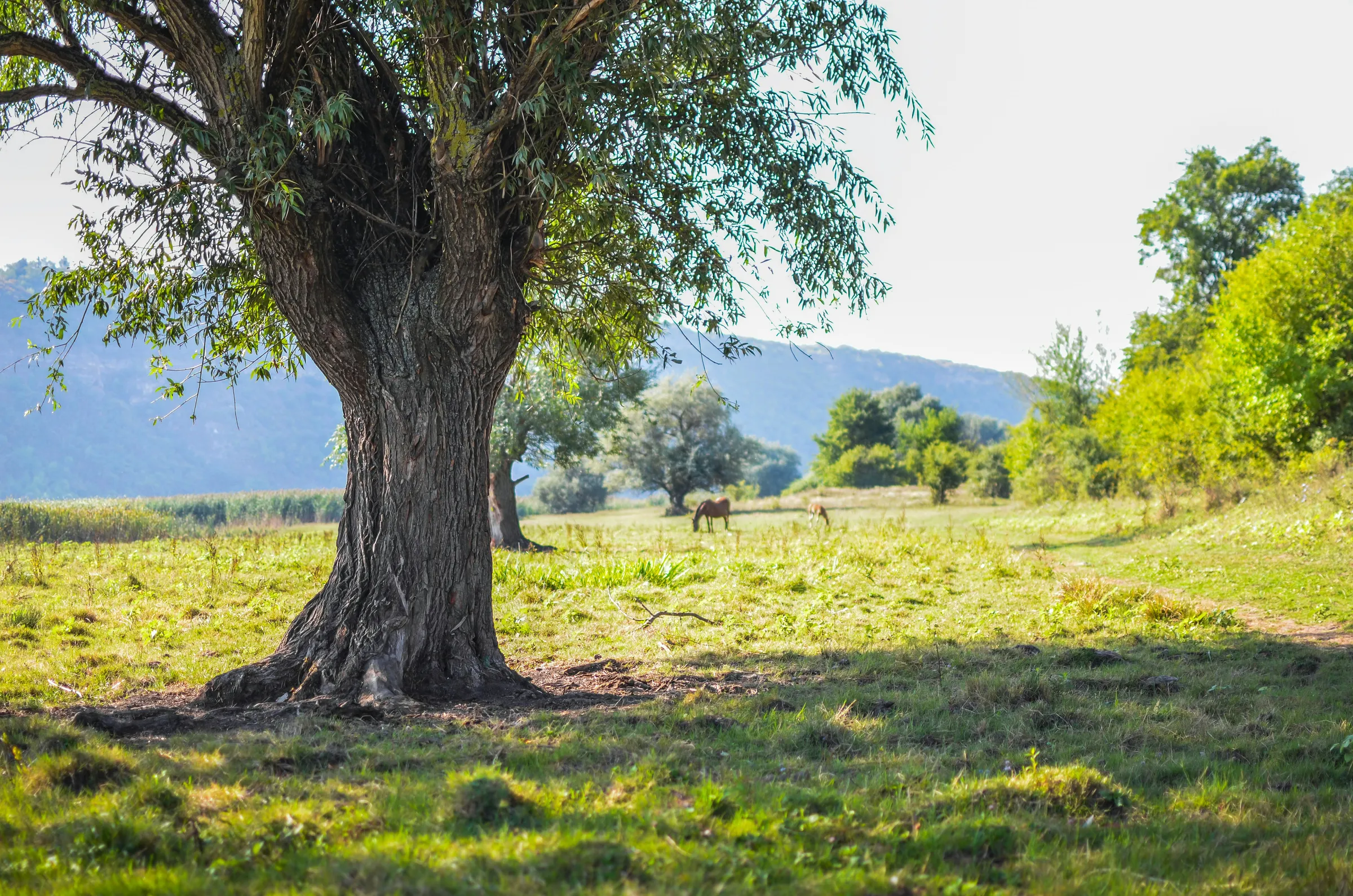 Old willow tree in a green pasture with grazing horses in the Texas Hill Country